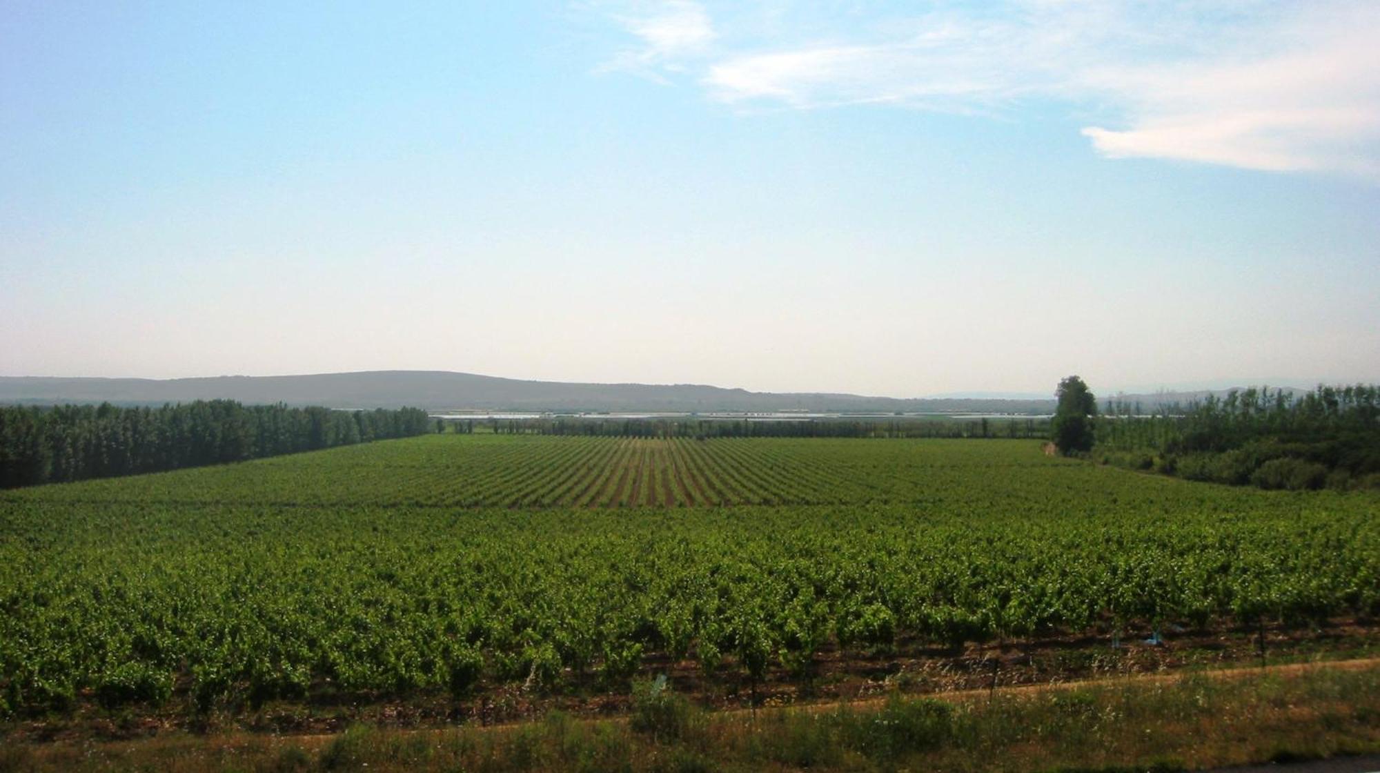 Domaine La Yole Wine Resort Vendres Exteriör bild