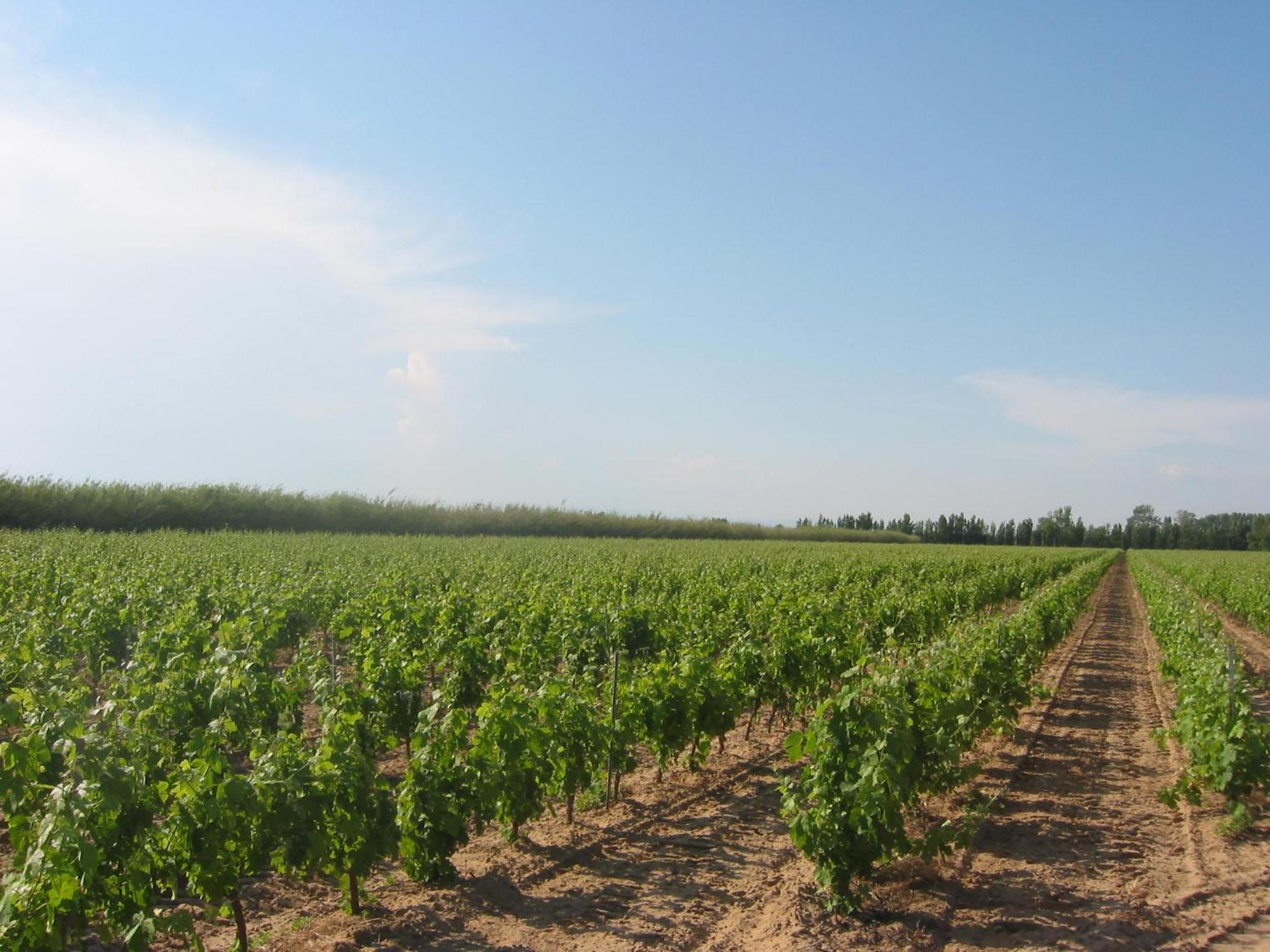 Domaine La Yole Wine Resort Vendres Exteriör bild